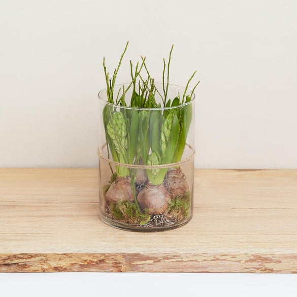 Vinterlig hyacint sammenplantning